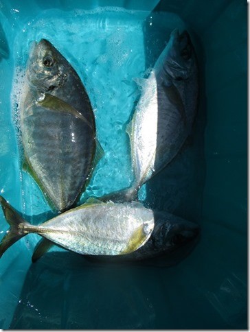 海正丸 釣果