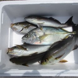 海正丸 釣果