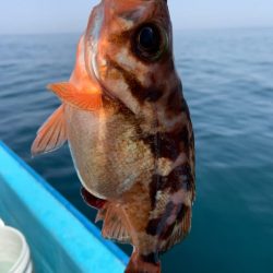 宝昌丸 釣果