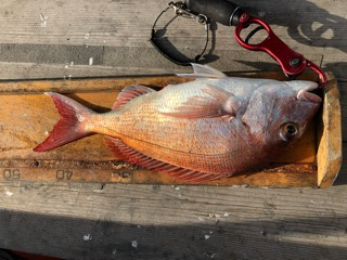 幸吉丸 釣果