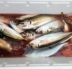 松福丸 釣果