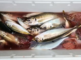 松福丸 釣果