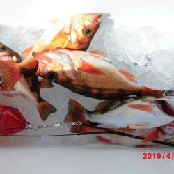 大進丸（新潟） 釣果