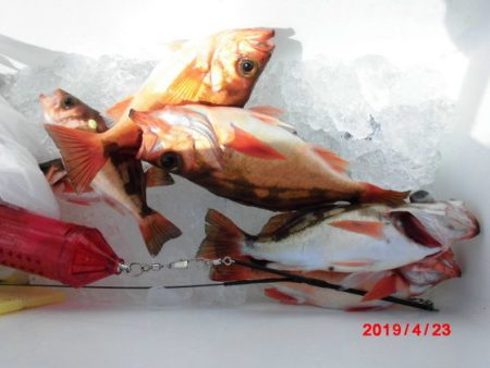 大進丸（新潟） 釣果