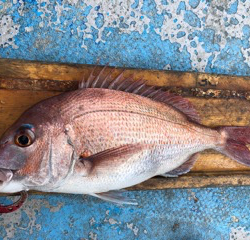 幸吉丸 釣果