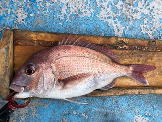 幸吉丸 釣果