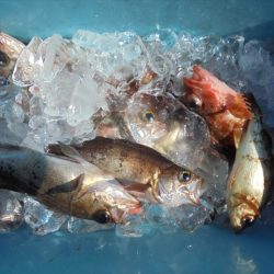 ＨＡＲＵＫＡ丸　はるかまる 釣果