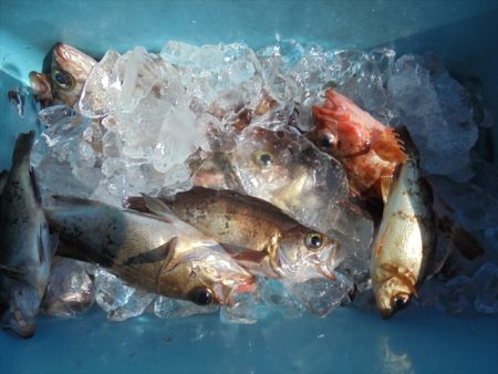 ＨＡＲＵＫＡ丸　はるかまる 釣果