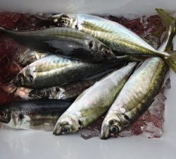 功成丸 釣果