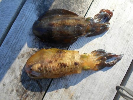 こかわ渡船　雅丸 釣果