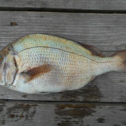 こかわ渡船　雅丸 釣果