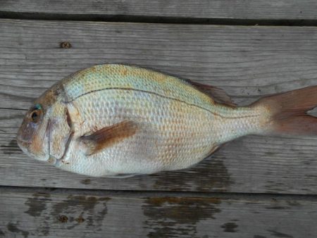 こかわ渡船　雅丸 釣果