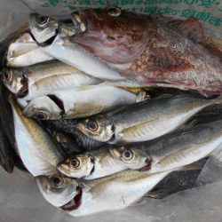 こかわ渡船　雅丸 釣果