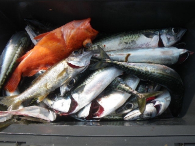 磯部釣船 直栄丸 釣果