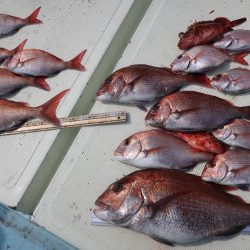 はらまる 釣果