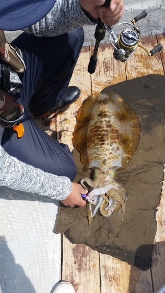 小海途 釣果