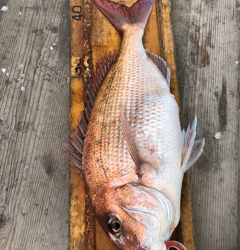 幸吉丸 釣果