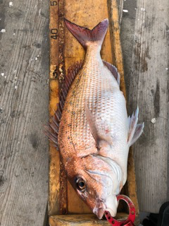 幸吉丸 釣果