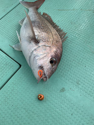 さんさん丸 釣果