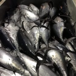 たいし丸 釣果