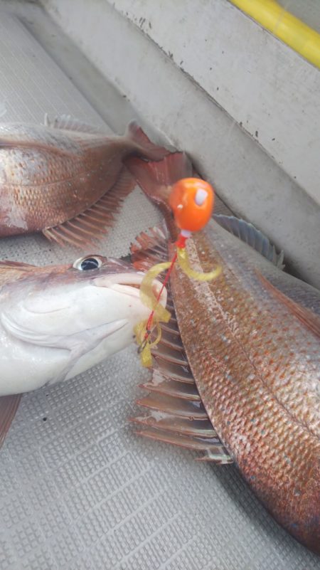 タイラバ遊漁船 ワンピース 釣果