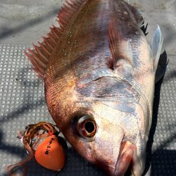 渡船屋たにぐち 釣果