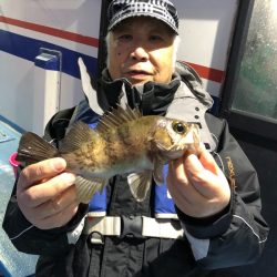 ヤザワ渡船 釣果