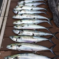 うさぎ丸 釣果