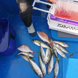 清和丸 釣果