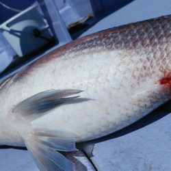 新幸丸 釣果