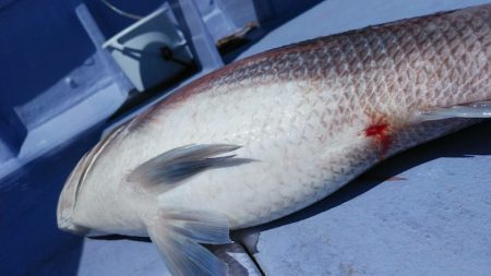 新幸丸 釣果