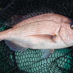 和栄丸 釣果