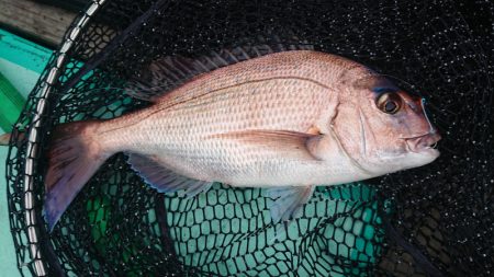 和栄丸 釣果