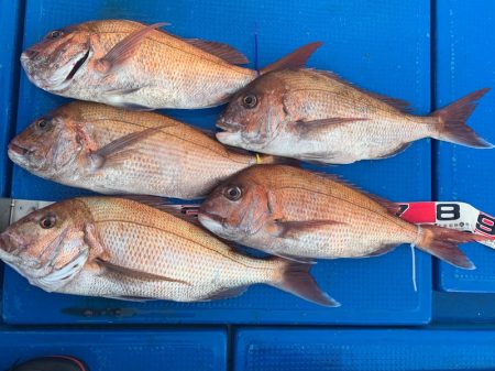 釣鯛洋 釣果