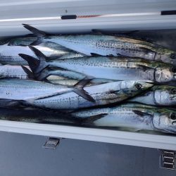 ひな丸 釣果