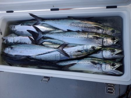 ひな丸 釣果