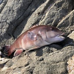 犬ヶ崎 陸っぱり 釣り 魚釣り 釣果情報サイト カンパリ