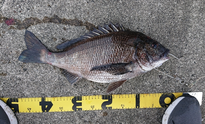 久しぶりの釣果です