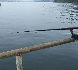 飲ませ釣りで