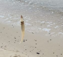 今年初のキス釣り