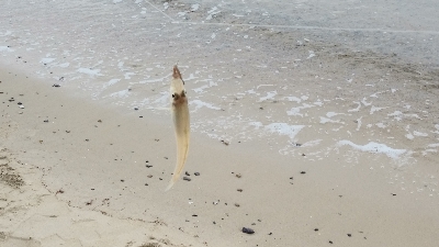 今年初のキス釣り