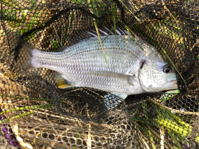 釣り人多いのにキビレ少ない