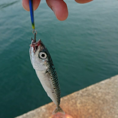 短時間釣行