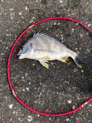 エビ撒き釣り