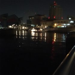 大阪湾奥アジング デカメバル