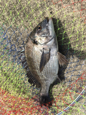 釣り日和のなかチヌが釣れた