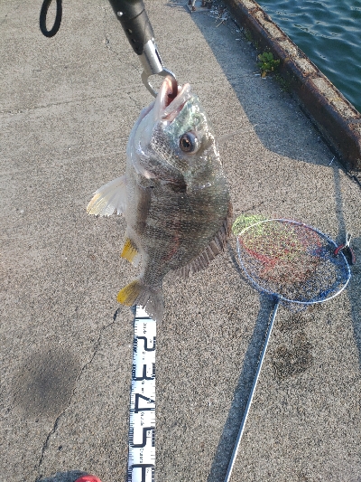 釣れていた