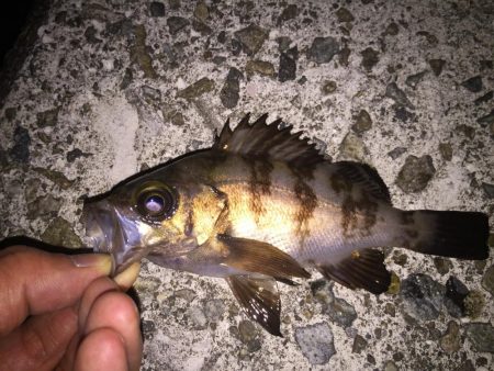 まだまだメバル釣り