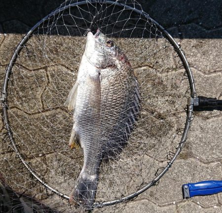 エビ撒き釣り２回目の釣果