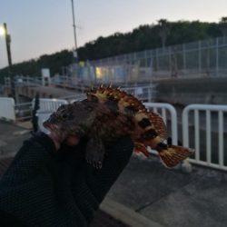 魚釣り園護岸 釣行 （GW8日目 根魚の釣果有り）